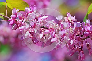 Flowering ÃÂercis siliquastrum, judas tree photo